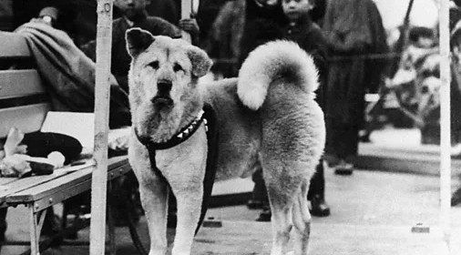 Hachiko: o cão que esperou seu dono por nove anos e se tornou símbolo eterno de lealdade no Japão
